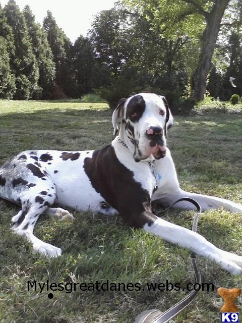 Stud Dogs - Great Dane