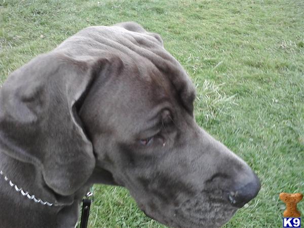 Stud Dogs - Great Dane