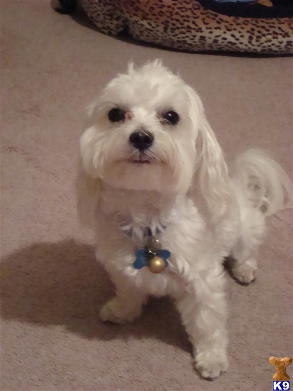 Stud Dogs - Maltese