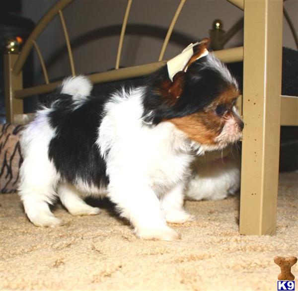 Puppies in Jamestown