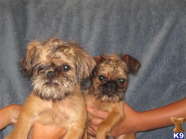 Brussels Griffon Puppies