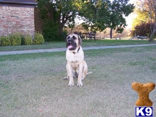 Dogs for Sale in TX