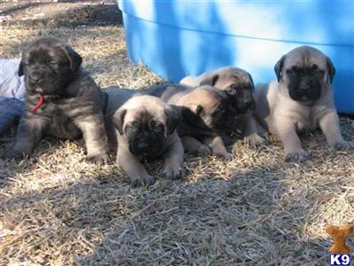 Mastiff Puppies in TX