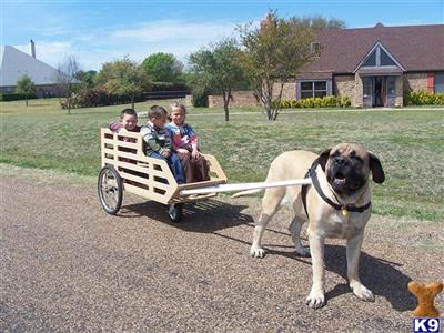 Stud Dogs - Mastiff