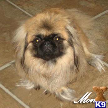 Stud Dogs - Pekingese