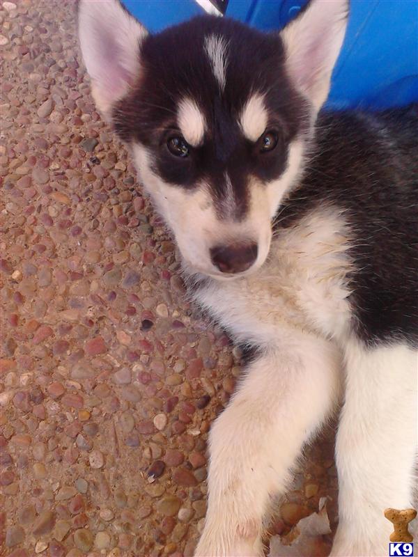 Alaskan Malamute Puppies