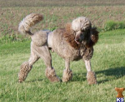Stud Dogs - Poodle