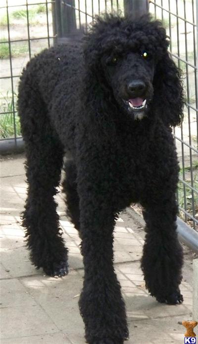Dogs for Sale in IL