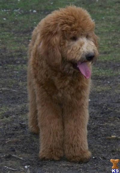 Stud Dogs - Goldendoodles