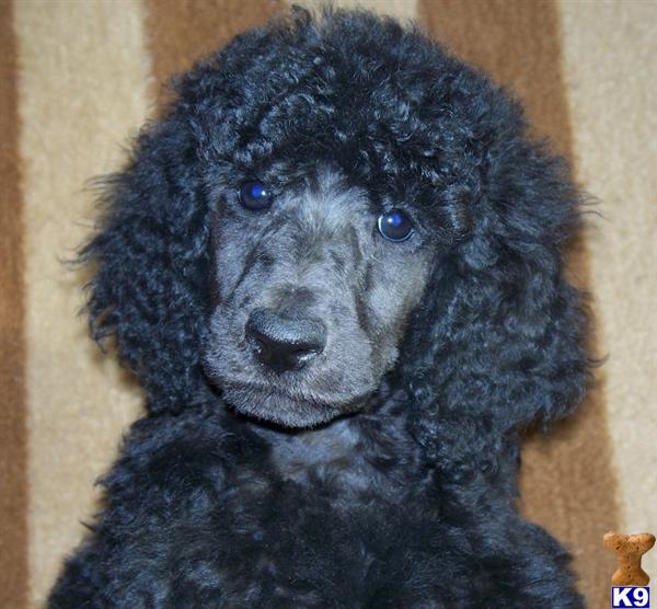 Puppies in IL