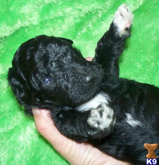 Puppies in IL