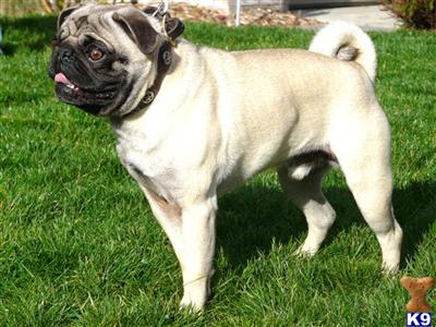 Stud Dogs - Pug