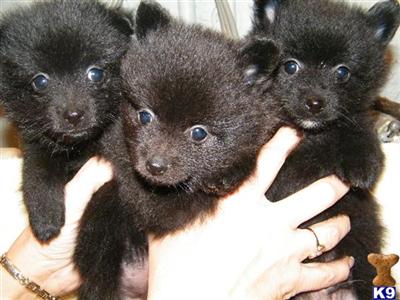 Puppies in MO