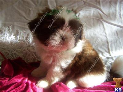 Dogs for Sale in MA