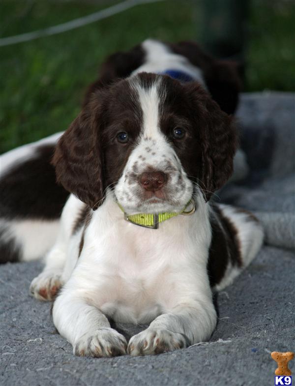 field springer spaniel puppies for sale springer spaniel puppy for sale field bred springer spaniels in massachusetts field springer spaniel puppies for sale springer spaniel puppy for sale field bred springer spaniels in massachusetts