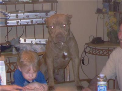 Stud Dogs in FL