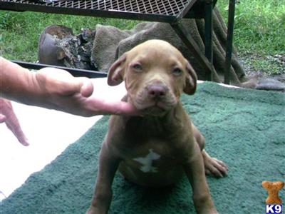 Puppies in FL