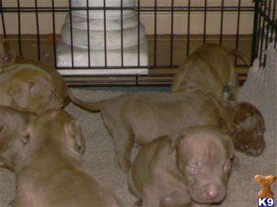 American Pit Bull Puppies in FL
