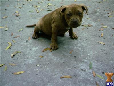 American Pit Bull Puppies in FL