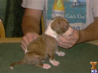 American Pit Bull Puppies in FL