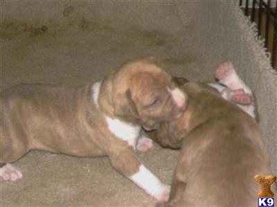 Puppies in FL