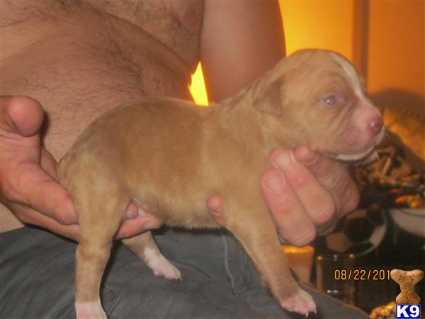 American Pit Bull Puppies for Sale