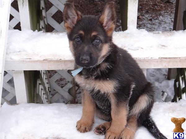 Puppies in WI