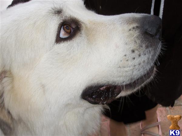 Stud Dogs - Great Pyrenees
