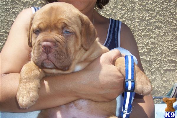 Dogue+de+bordeaux+breeders+california