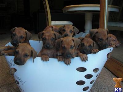 Rhodesian Ridgeback Puppies for Sale