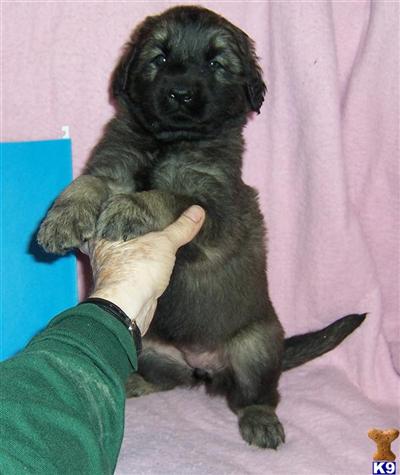 Puppies in MN