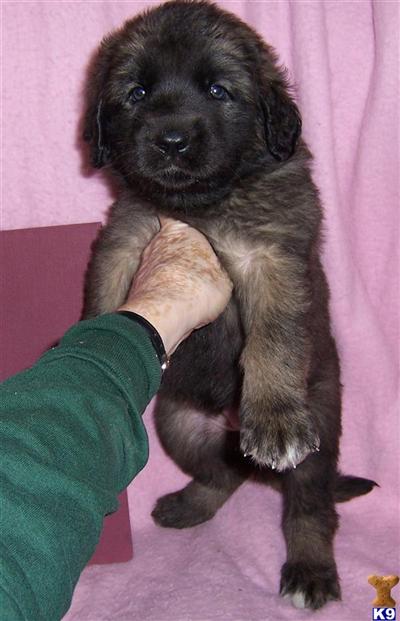 Leonbergers Puppies for Sale