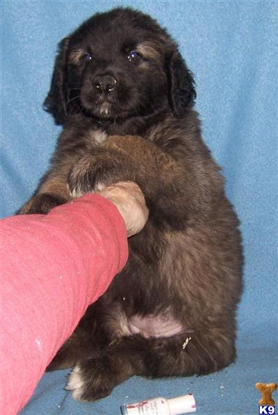 Leonbergers Puppies for Sale