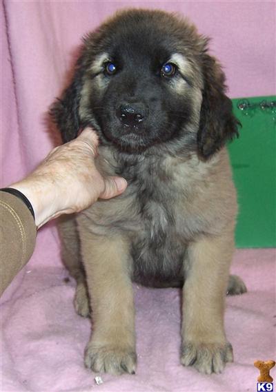 Leonbergers Puppies for Sale