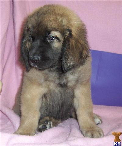 Leonbergers Puppies for Sale