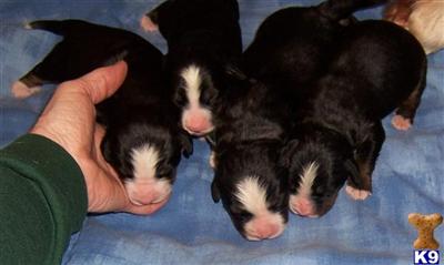 Puppies in MN