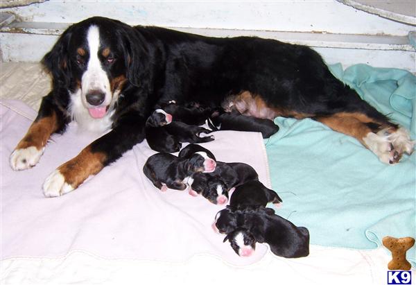 Puppies in Sacred heart