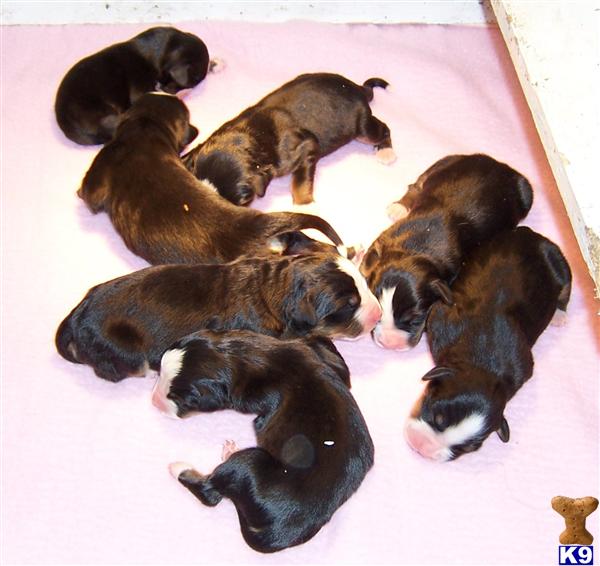 Puppies in Sacred heart