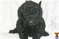 Goldendoodles