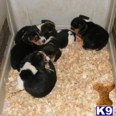 Beagle Puppies