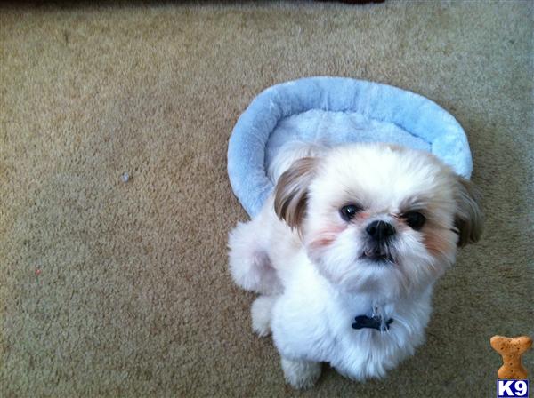 Stud Dogs - Shih Tzu