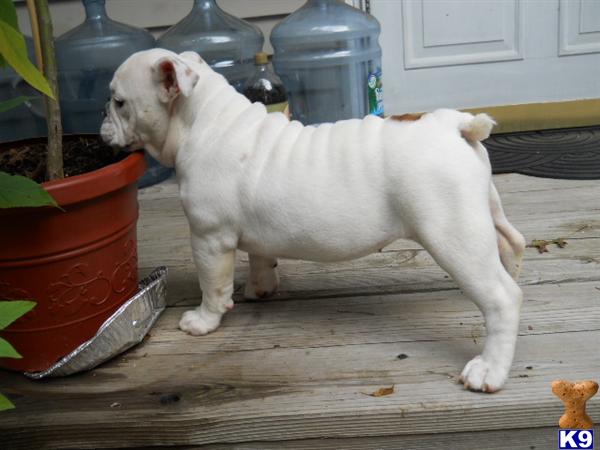 Bulldog Puppies