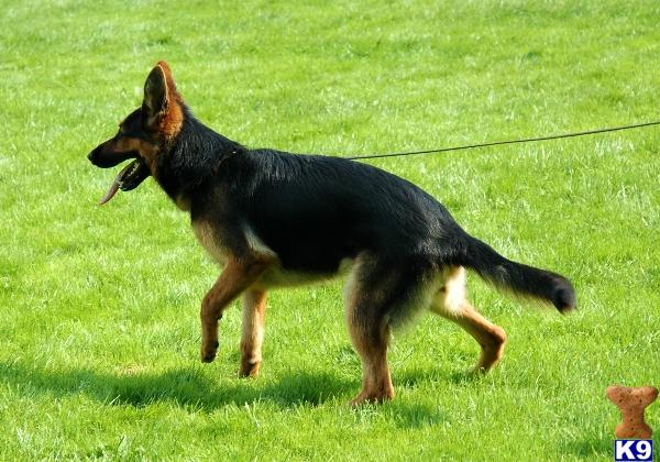 Dogs for Sale in AL