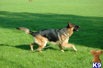 Dogs for Sale in AL