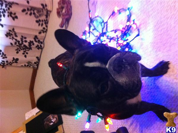 Stud Dogs - French Bulldog