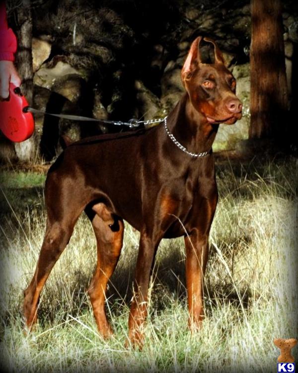 Stud Dogs - Doberman Pinscher