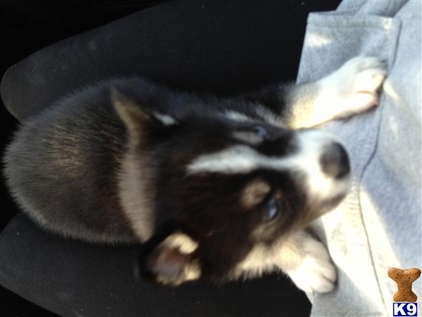 Puppies in IN