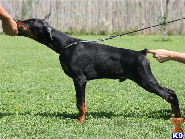 doberman puppies for sale. Doberman Puppies For Sale In