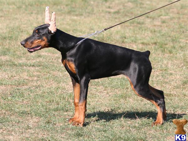 Dogs - Doberman Pinscher