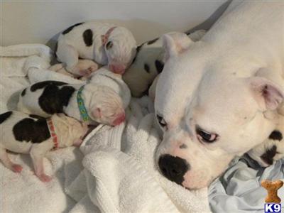 American Bulldog Puppies for Sale